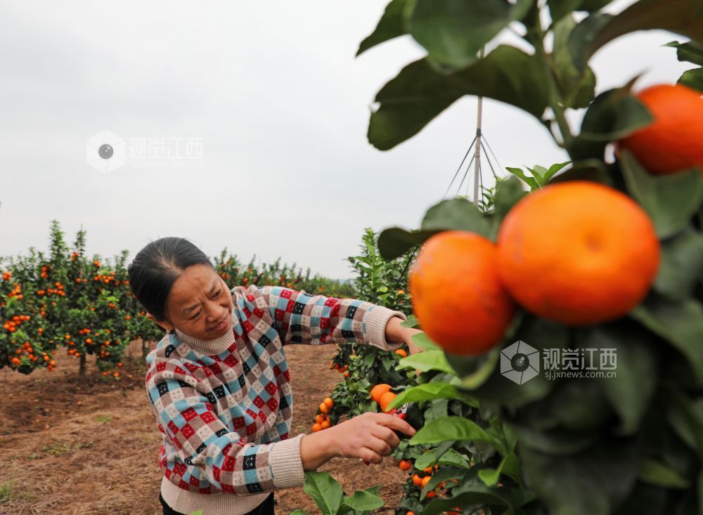 11月9日,江西省吉安市泰和县塘洲镇塘洲村奔象果业砂糖橘种植基地,农民正在装运采收的砂糖橘。