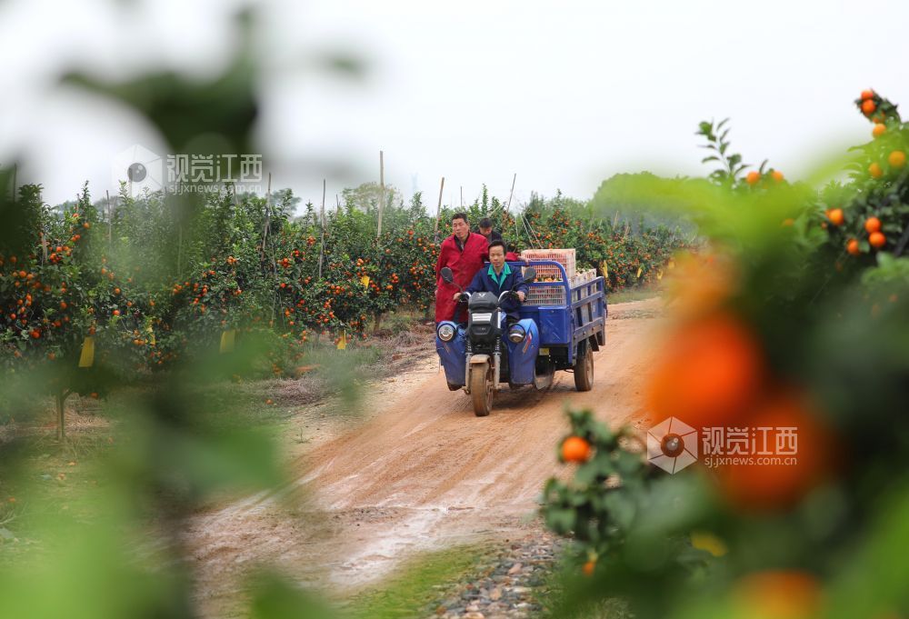 11月9日,江西省吉安市泰和县塘洲镇塘洲村奔象果业砂糖橘种植基地,农民正在装运采收的砂糖橘。