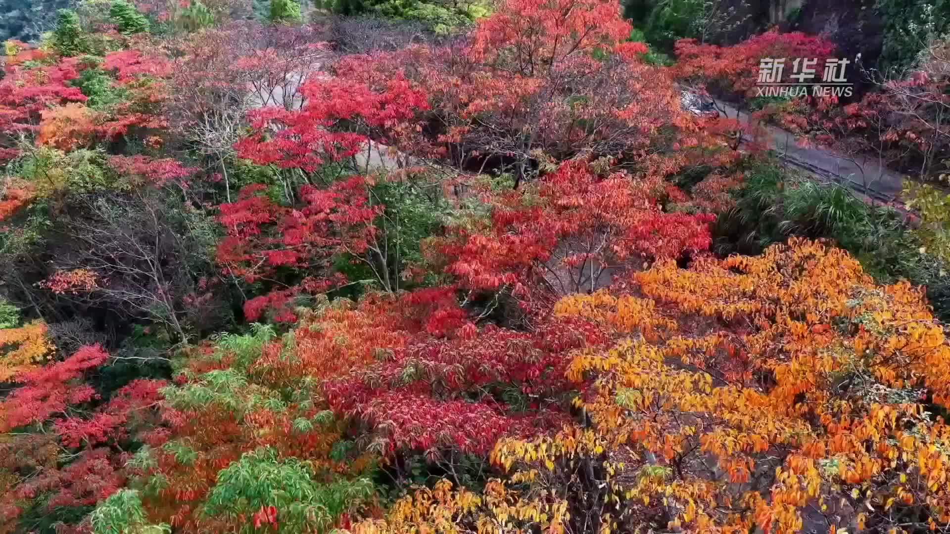 浙江景宁：秋意渐浓层林染