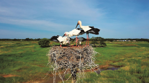 摄影作品:东方白鹳 赵俊 摄