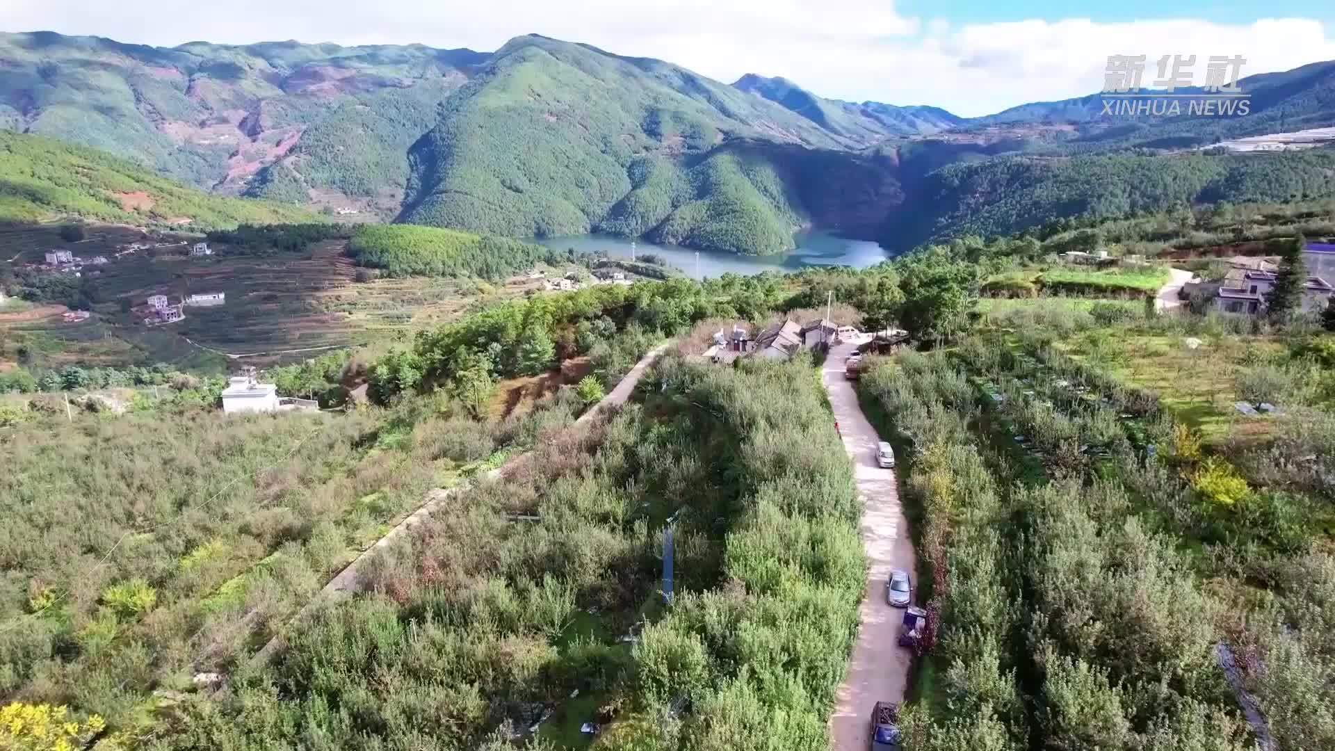 云南会泽：晚熟苹果上市忙