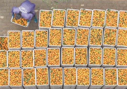 泰和县：采收砂糖橘（图）