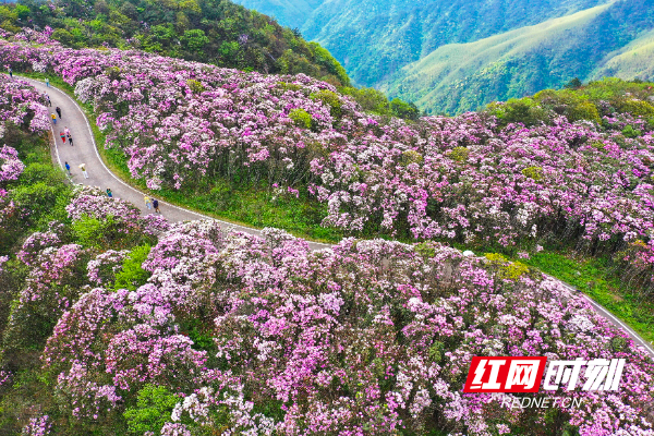 湖南双牌县阳明山云锦杜鹃 周秀鱼春摄.jpg