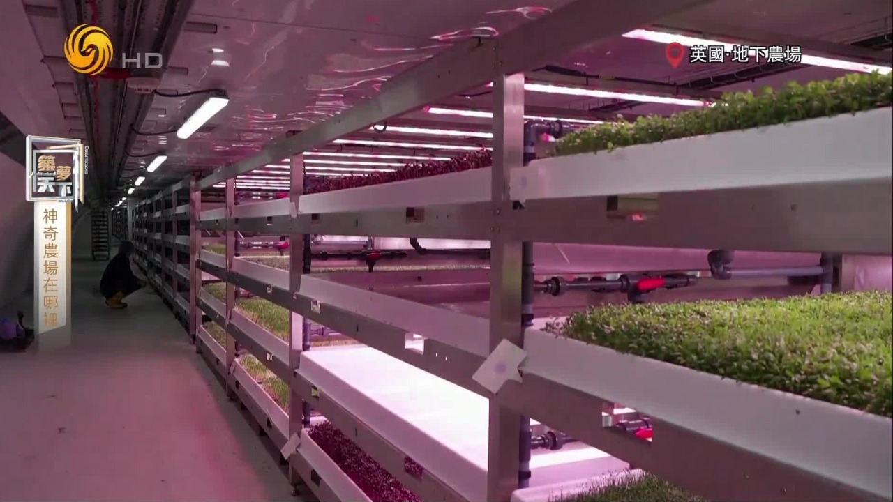 英国二战防空洞被改造成全球首个地下农场，或能帮助应对城市人口增长压力