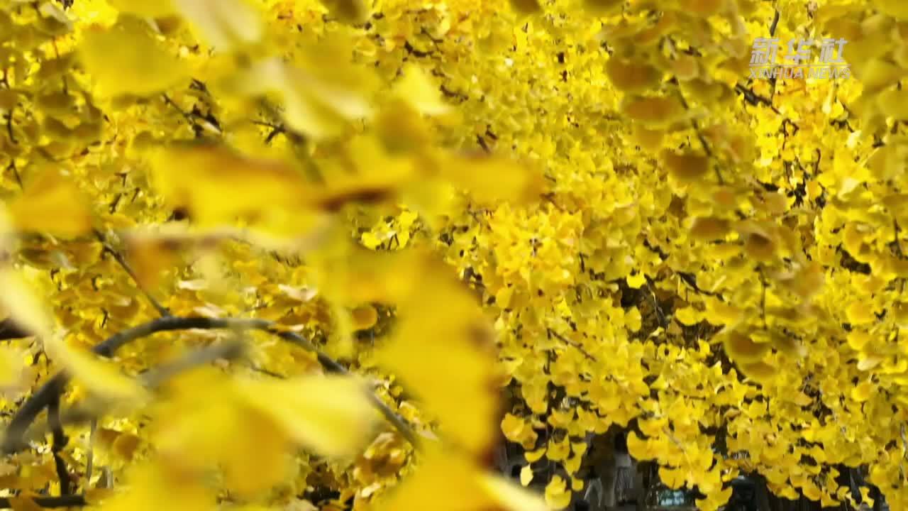 岛城入画 冬景如诗