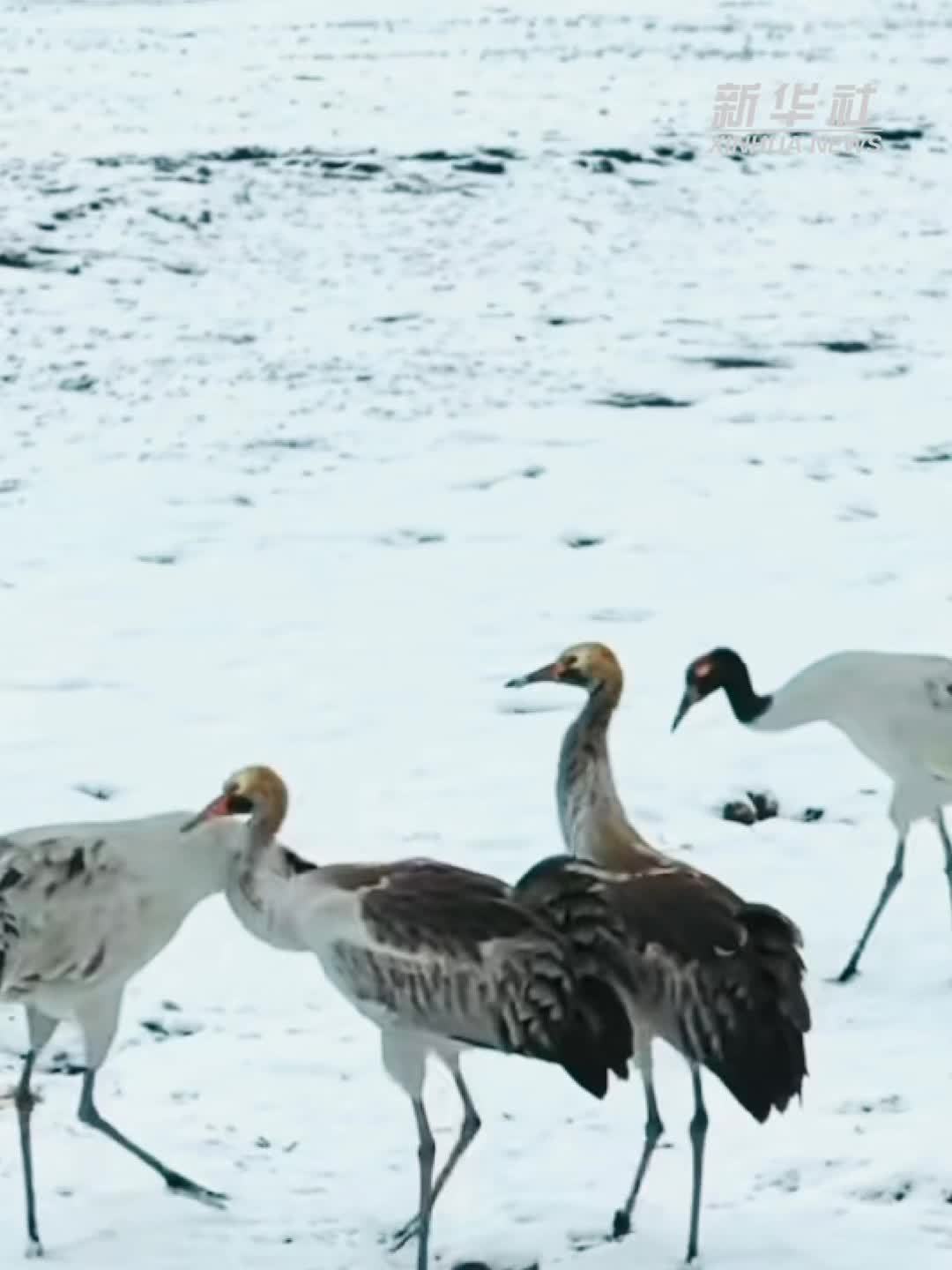 秀我中国｜青海玉树：鹤舞雪原