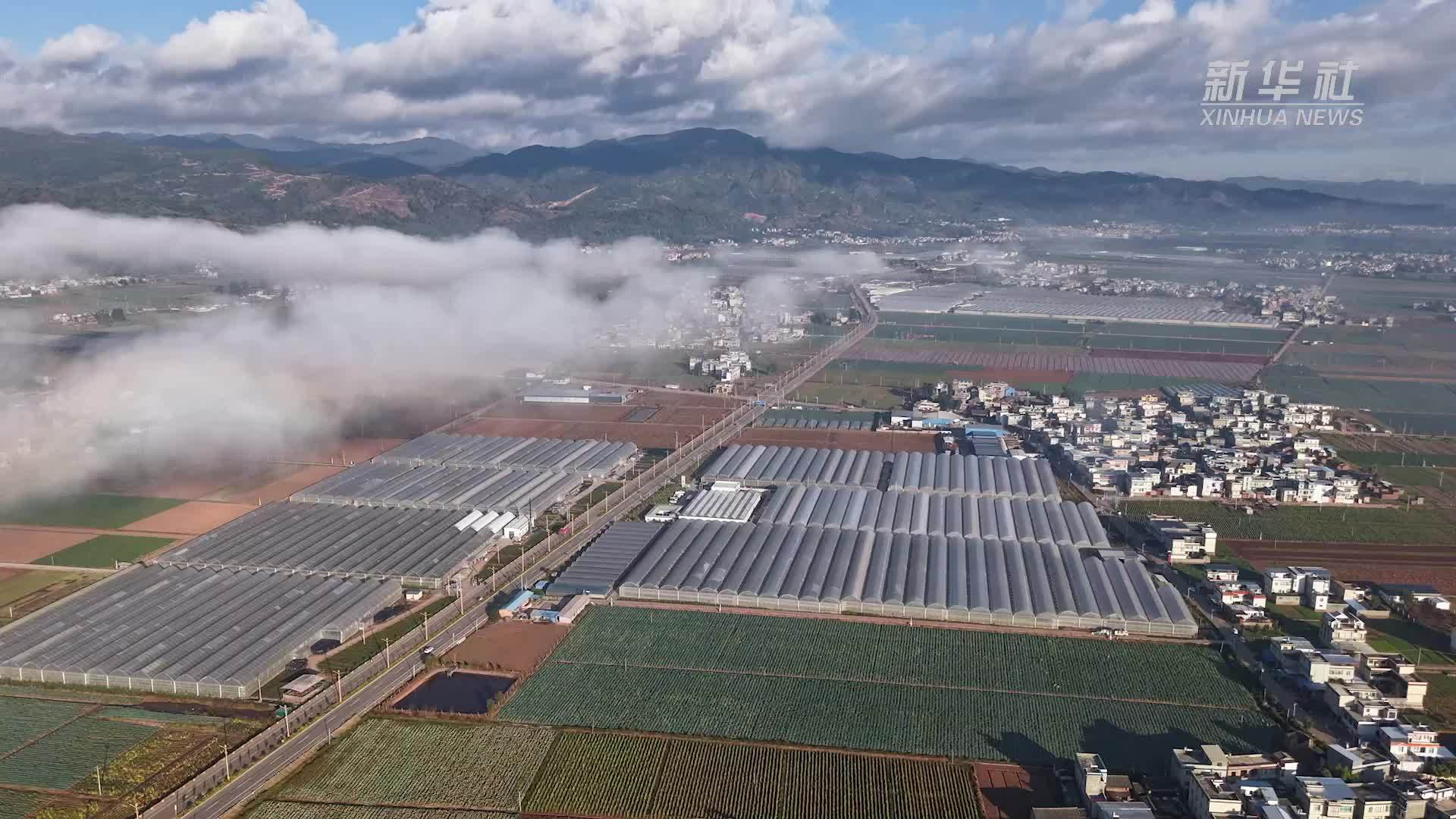 云南姚安：鲜花经济绽放冬日暖意