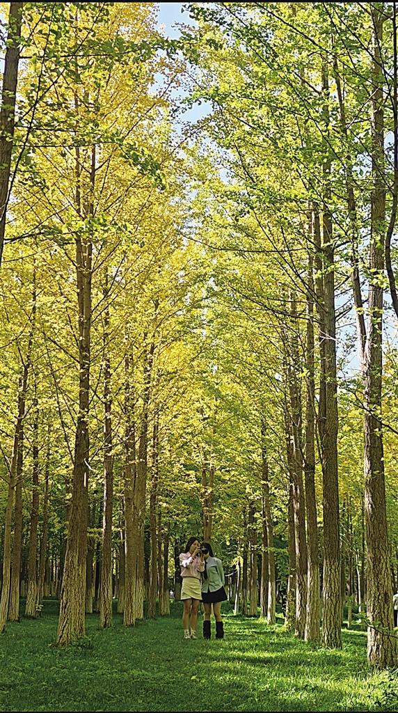 初秋时分,市民在银杏树下拍照打卡。