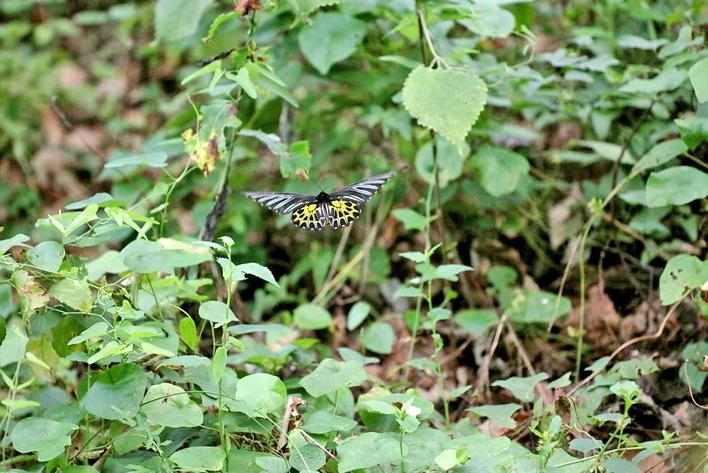 金裳凤蝶 通讯员供图