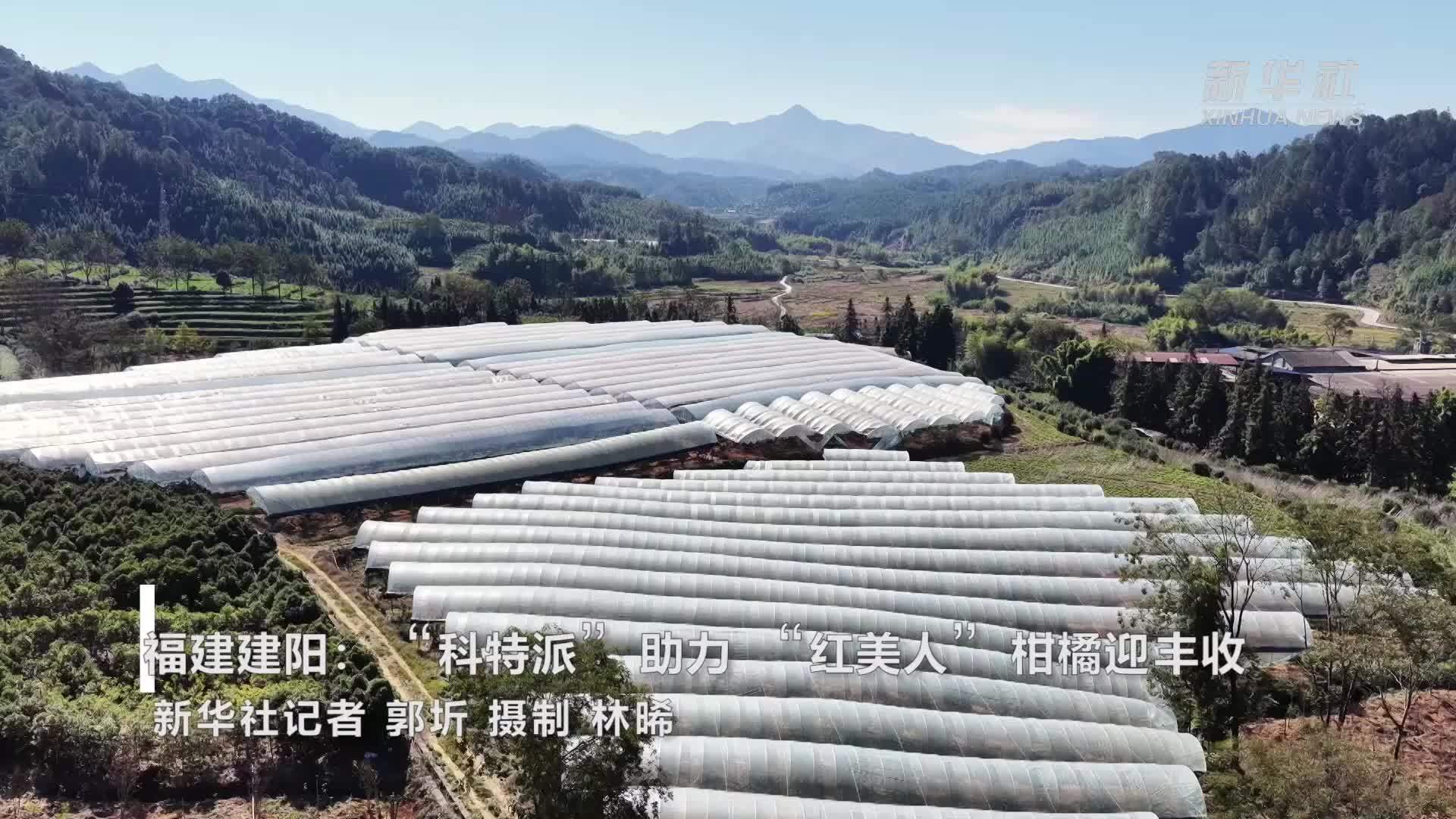 福建建阳：“科特派”助力“红美人”柑橘迎丰收