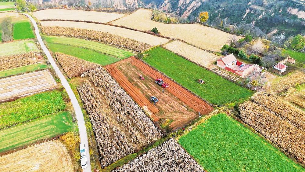 初冬时节，西峰区董志镇庄头村的田野间，一台台挖药机来回穿梭，一株株柴胡破土而出，村民们紧随其后，捡拾、装车，构成了一幅生动的丰收画卷。
