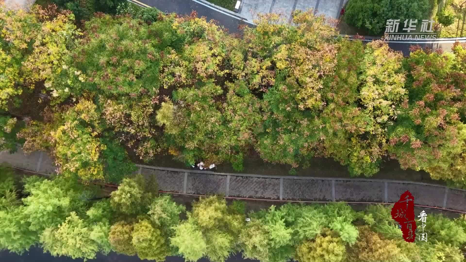 千城百县看中国｜湖南冷水滩：金叶碧水竞舟楫