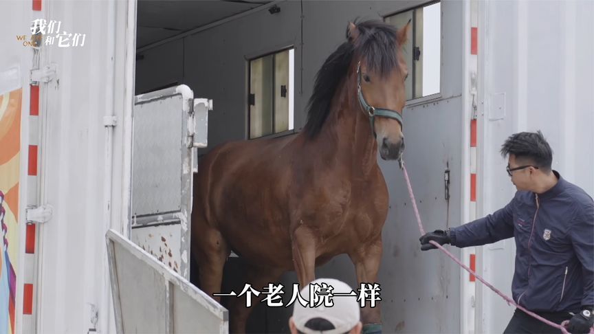 赛马退休住进养老院，职业病获特殊照顾，按摩刷毛解压享高质晚年