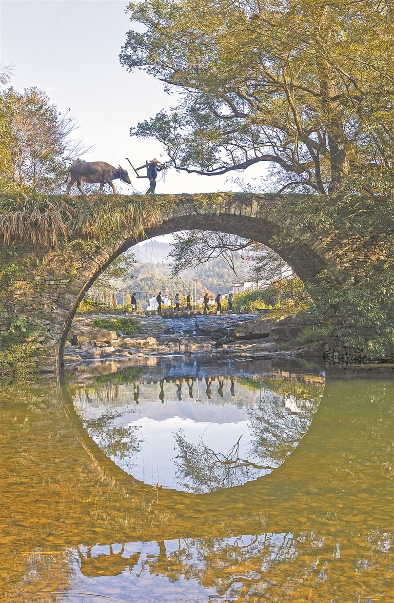 11月16日,婺源县浙源乡察关村古桥上,60岁的詹有社牵着水牛缓缓走过,供游客打卡拍照。“牵牛模特”这份新职业,每年能为他带来3万多元收入。