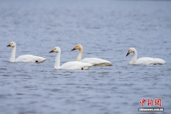 鹅鹅鹅作者是谁是什么时候写的 1B752E4E29F75CD50B24E8986E5CC3E62ED5FF17_size28_w700_h466.jpg