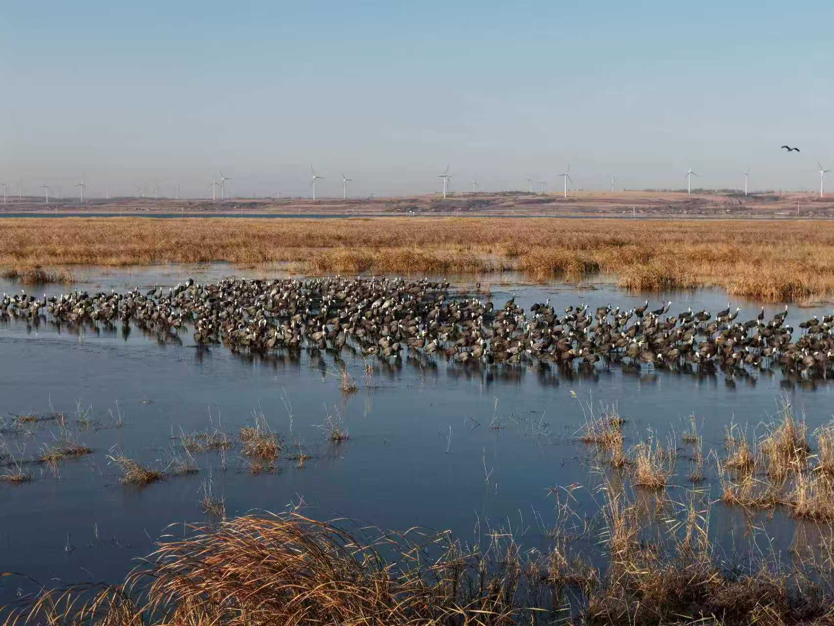 万鸟翔集波罗湖。通讯员 吴佩成 摄