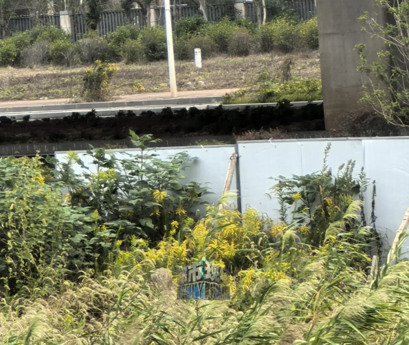 南昌青山湖发现“加拿大一枝黄花”泛滥  当地农业农村局回复