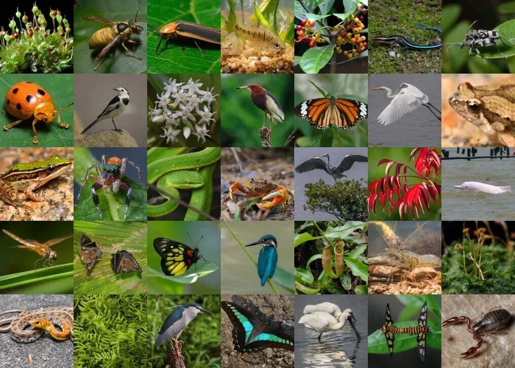 澳門的綠色生態，還有多少未被發現的“寶藏”？