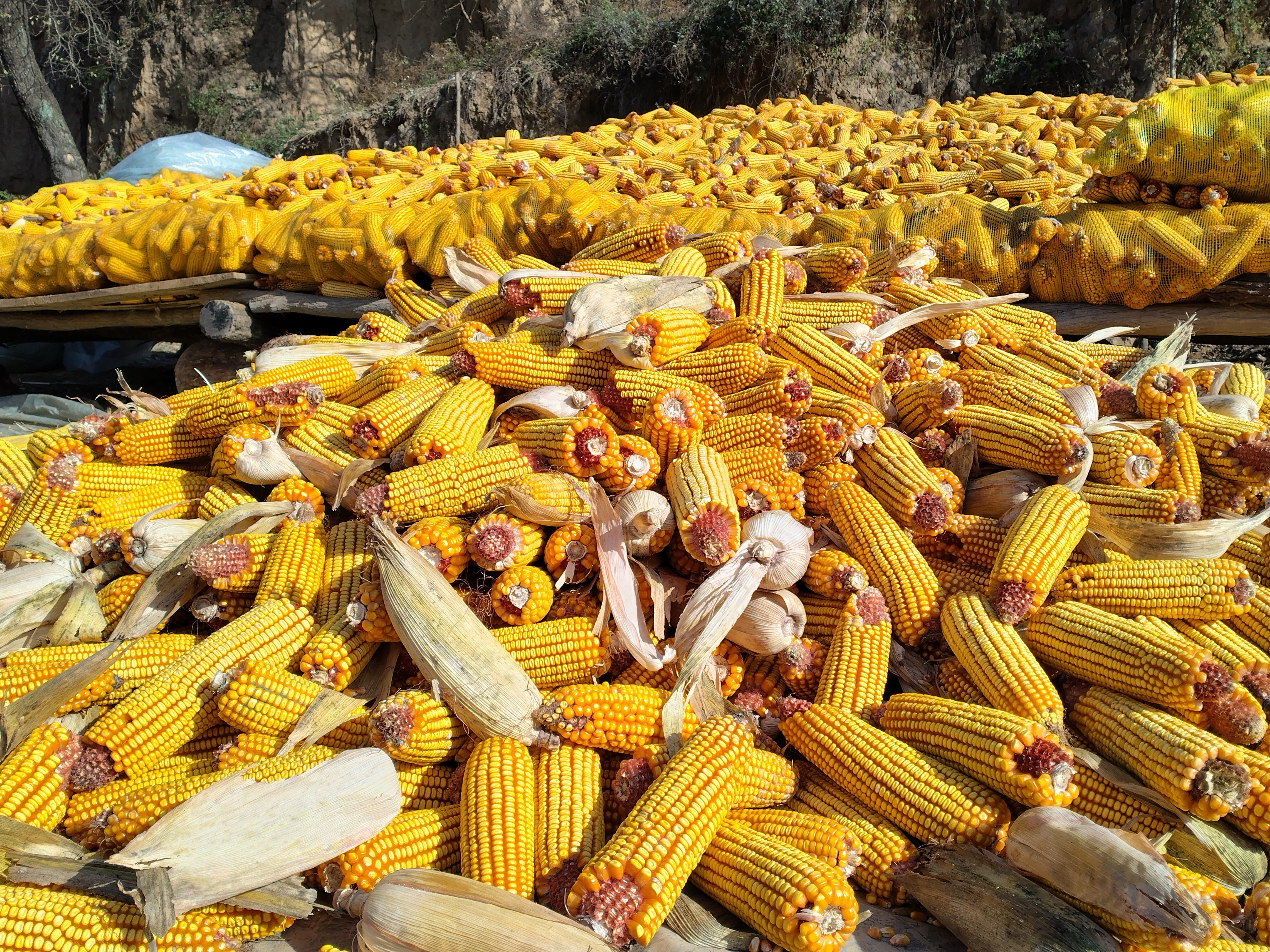 梁原乡温家庄村村民收获的玉米堆　王小兰　摄