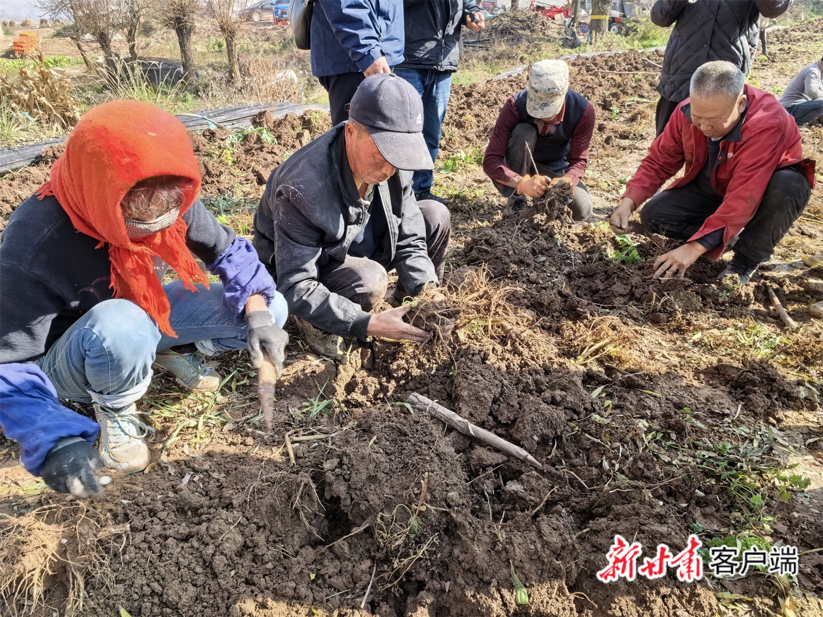 中药材喜获丰收