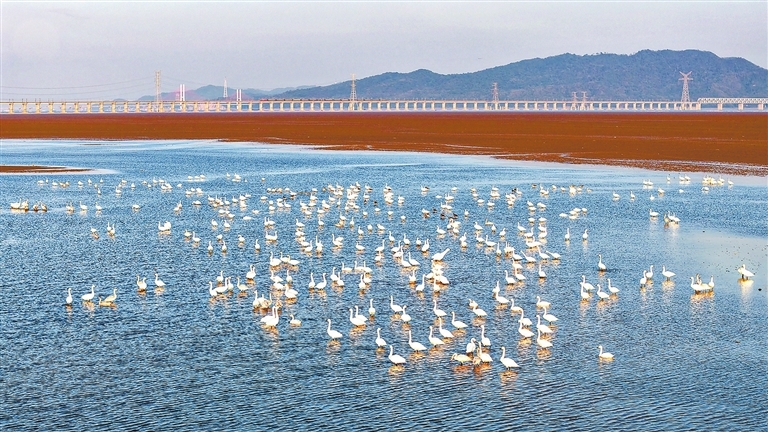 鄱湖冬韵 候鸟家园（图）