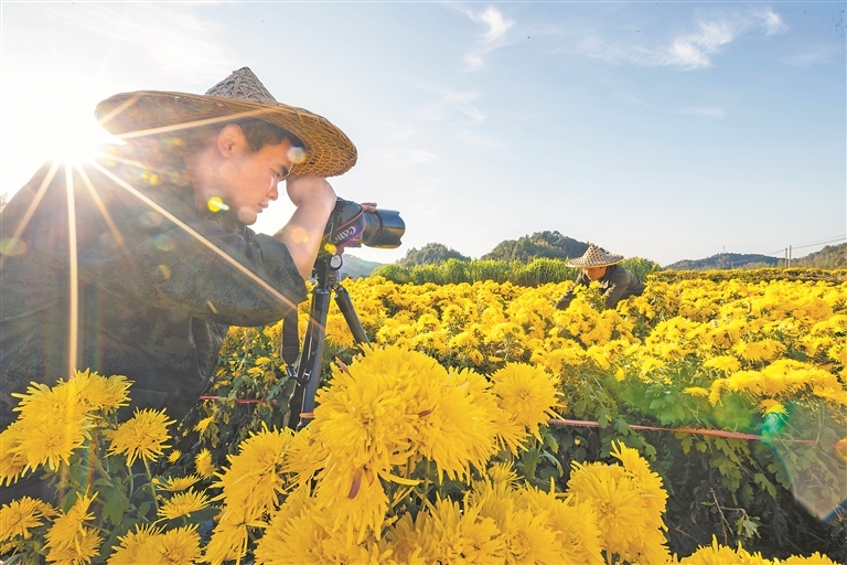 11月16日,婺源县中云镇桃溪村金丝皇菊种植基地,“桃溪兄弟”吴一平(右)、何梦潇在花丛间取景拍摄短视频。