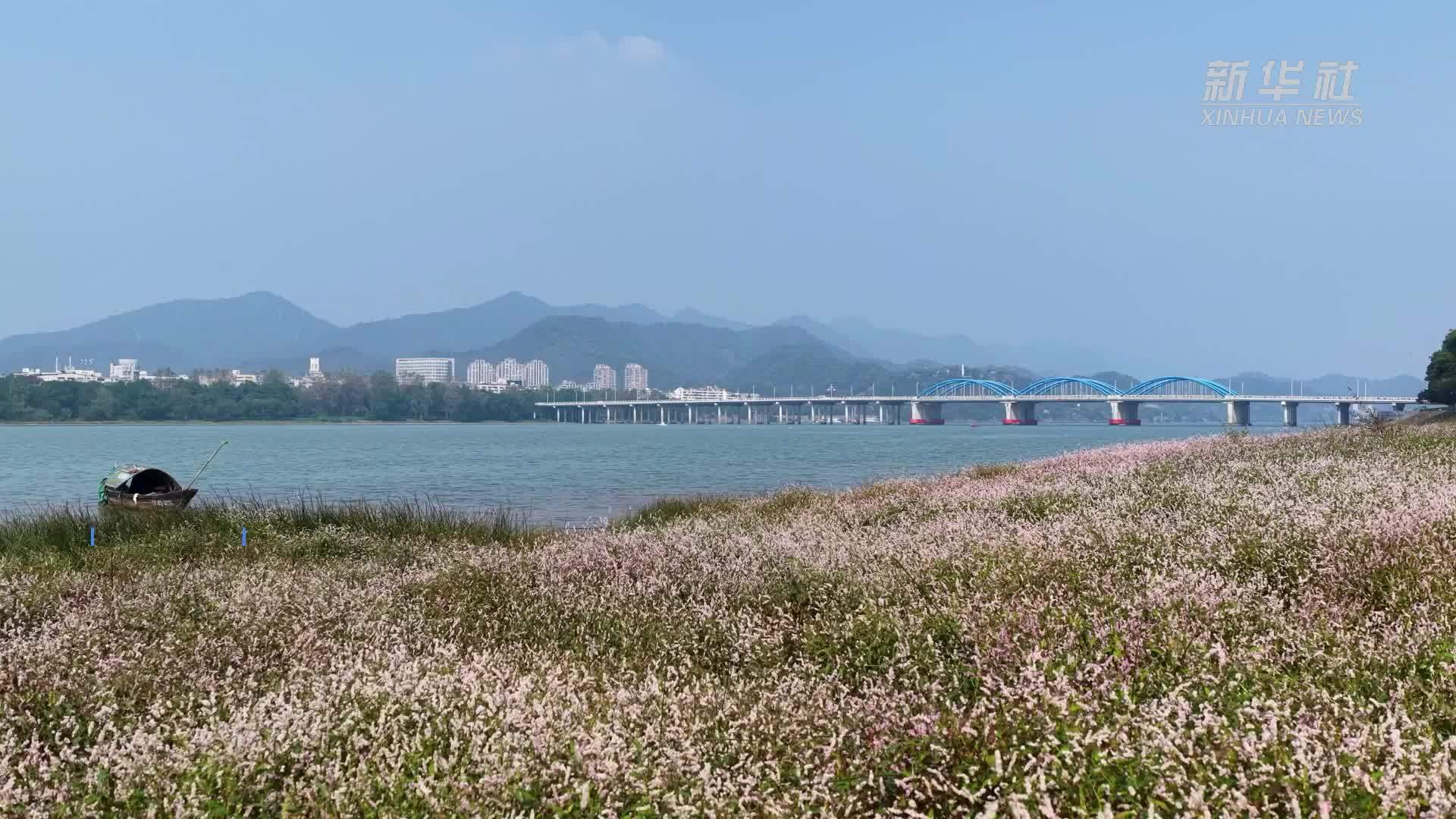 杭州桐庐：富春江畔蓼花盛放醉游人