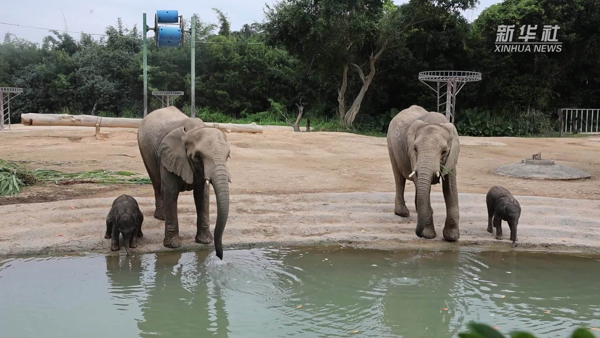 清远长隆已成功繁育12头非洲象