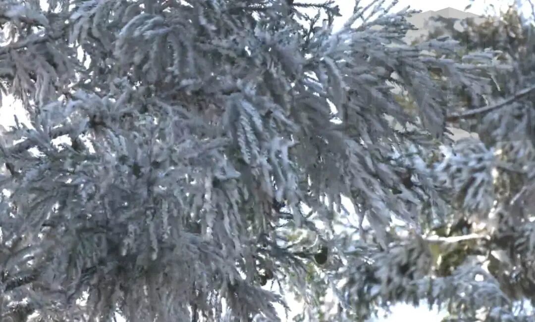 冷空气来袭!庐山、梅岭今冬首次出现雾凇(图)