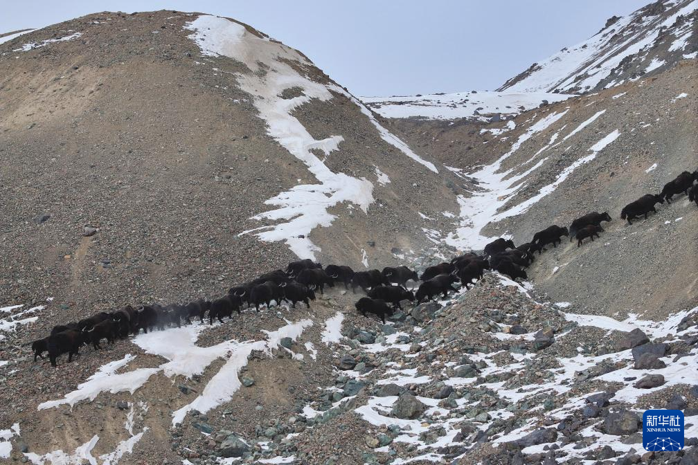 11月14日，国家一级保护野生动物野牦牛在甘肃省阿克塞县阿勒腾乡哈尔腾草原的雪山上转场迁徙（无人机照片）。新华社记者　张智敏　摄
