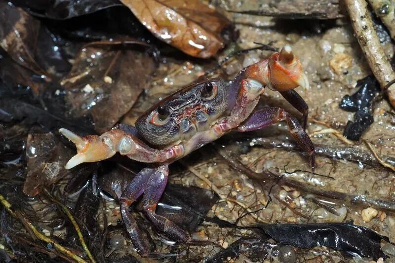 澳門的綠色生態，還有多少未被發現的“寶藏”？