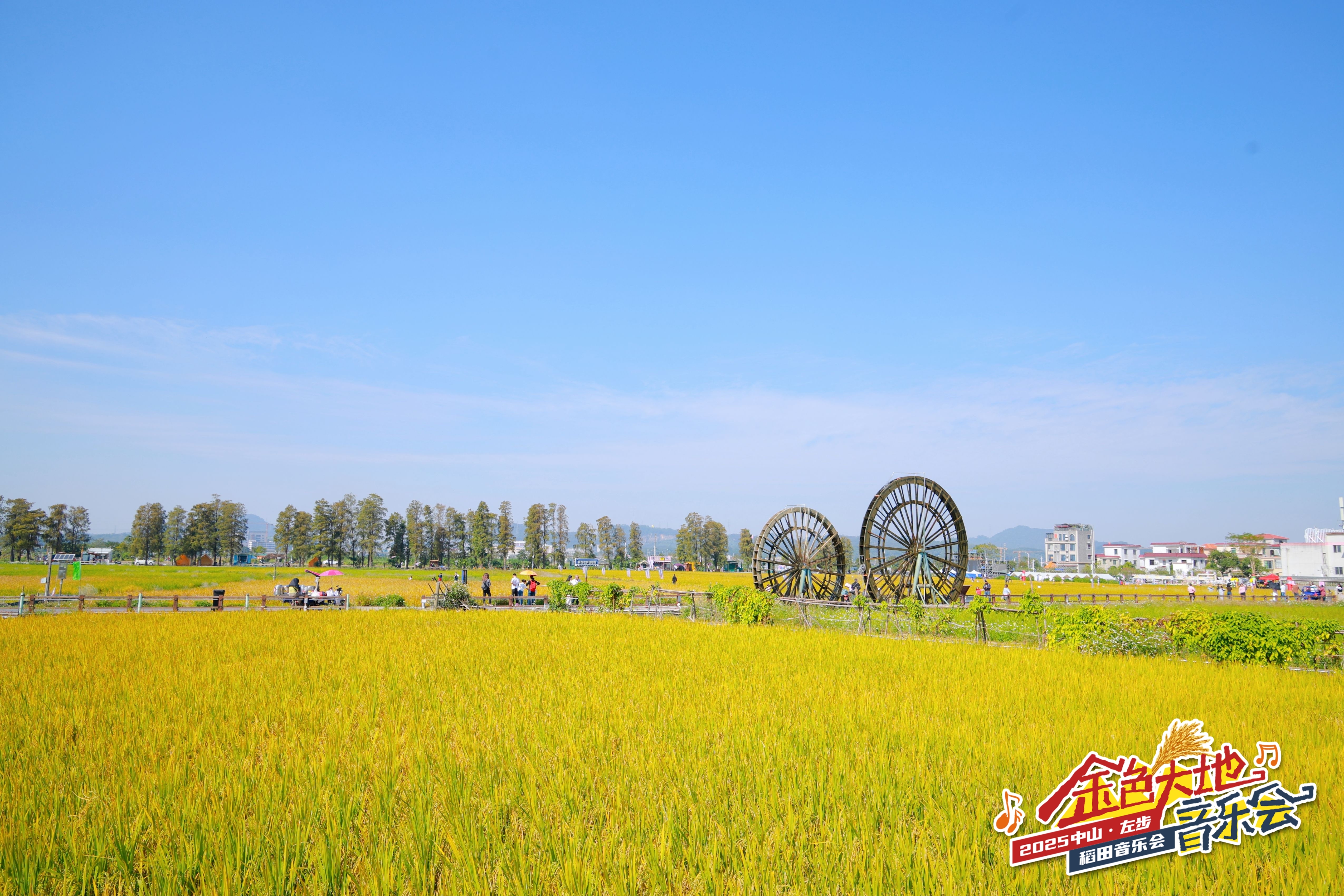 当金色稻田遇上文艺旋律:中山南朗左步以“文”为媒 推动文化传承与乡村发展双赢