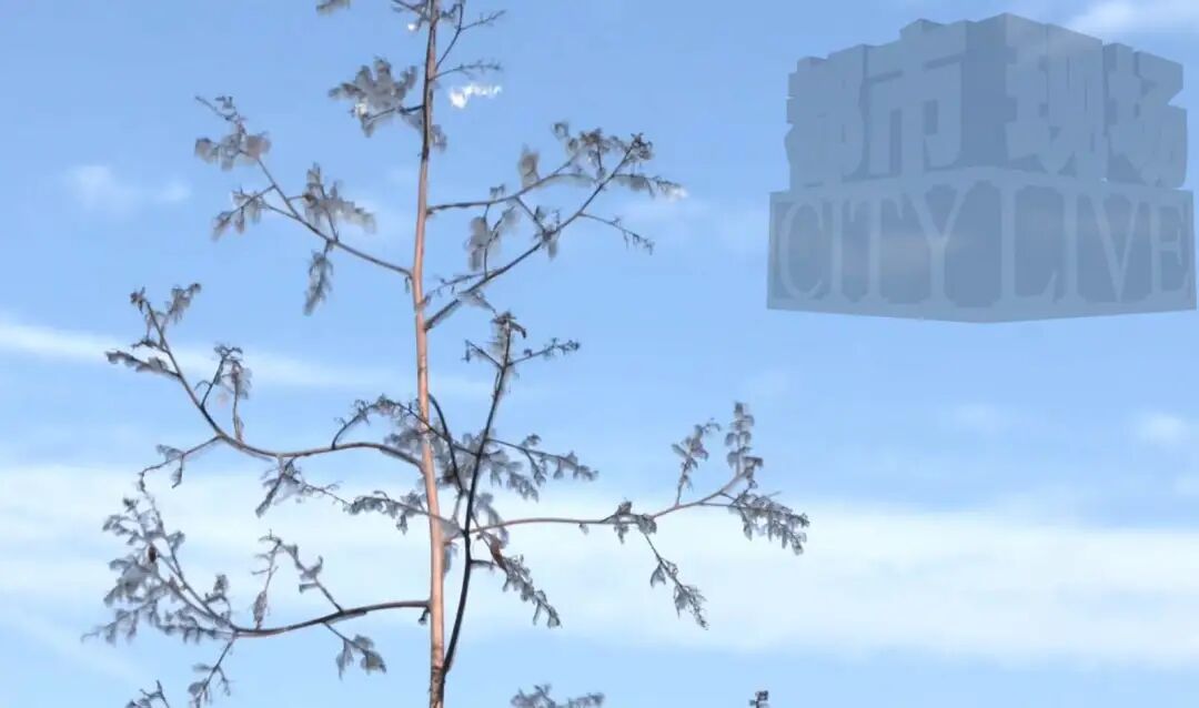 冷空气来袭!庐山、梅岭今冬首次出现雾凇(图)