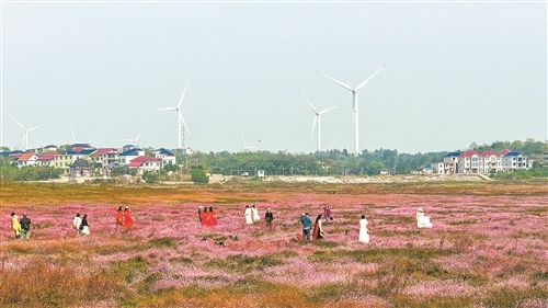 庐山市：蓼子花海引客来（图）