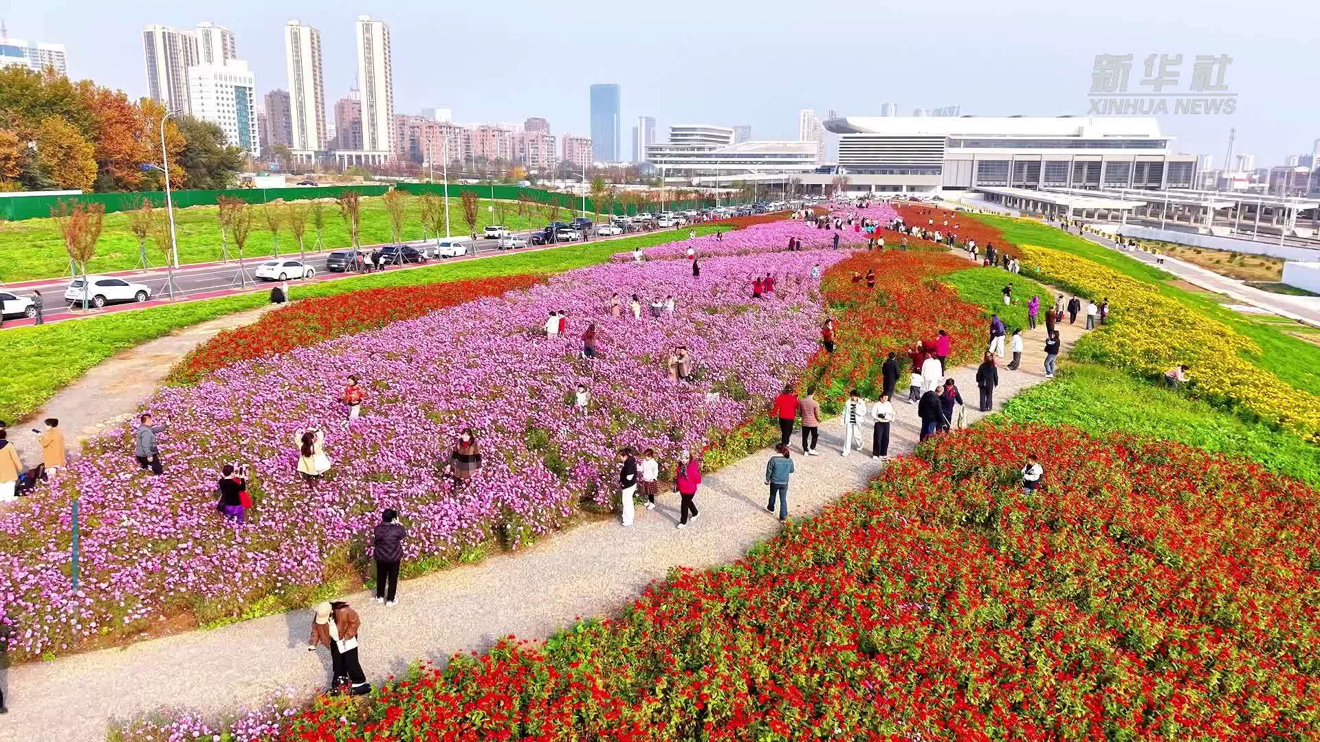 山东日照：碳汇技术让“城市疮疤”变绿园花海