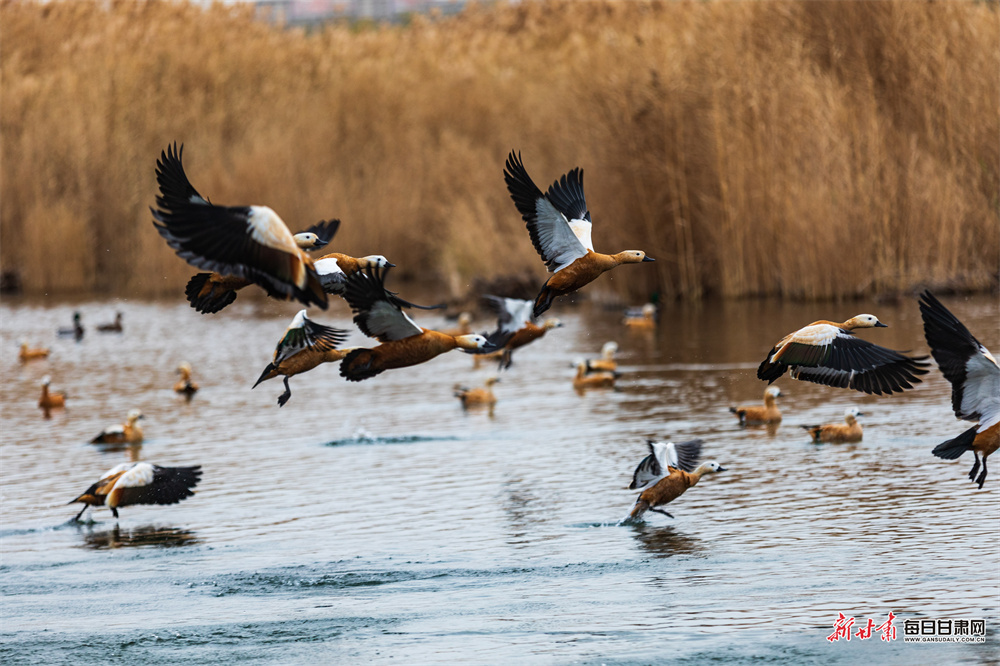甘肃上演绝美冬日浪漫大片　快来一探究“镜”