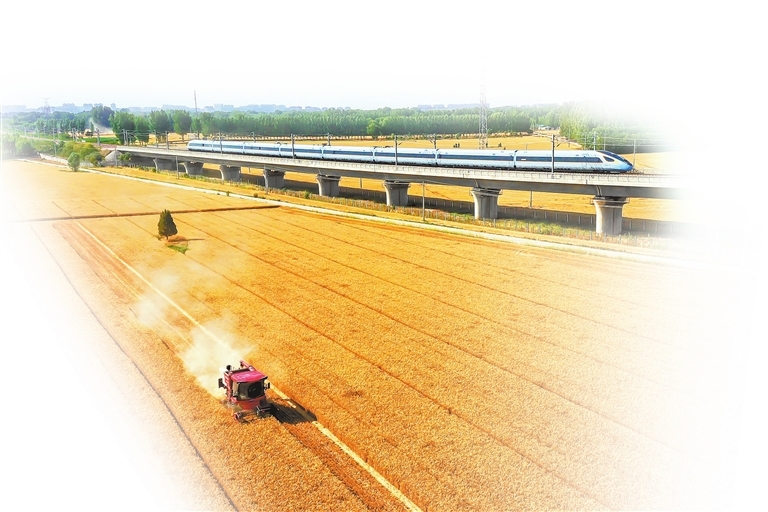 今年麦收季,武陟县嘉应观镇吴小营村的麦田里,一派丰收景象。 王琳锋 摄