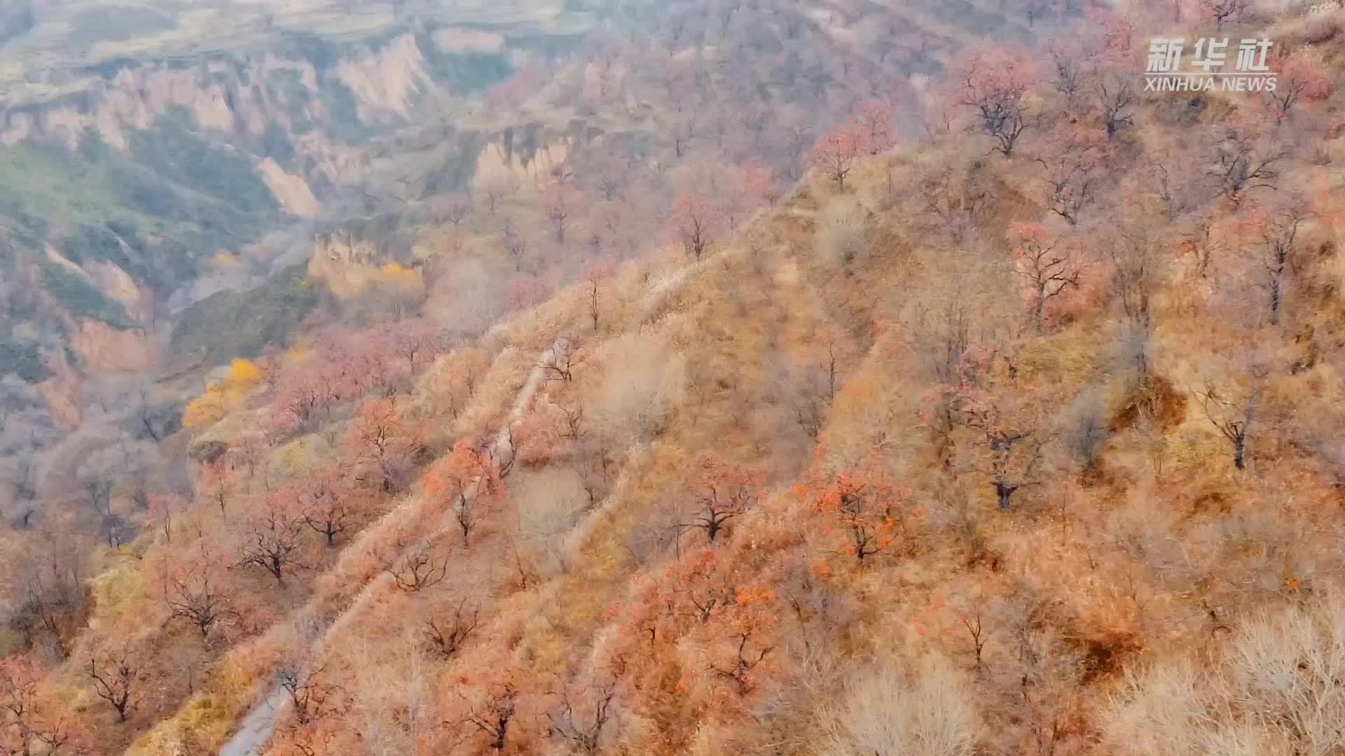 陕西彬州：霜染柿红迎客来