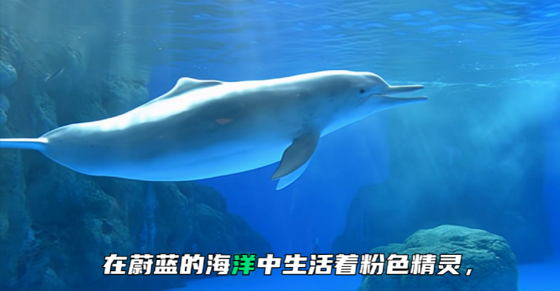 万兴喵影2026全新升级的动感字幕效果