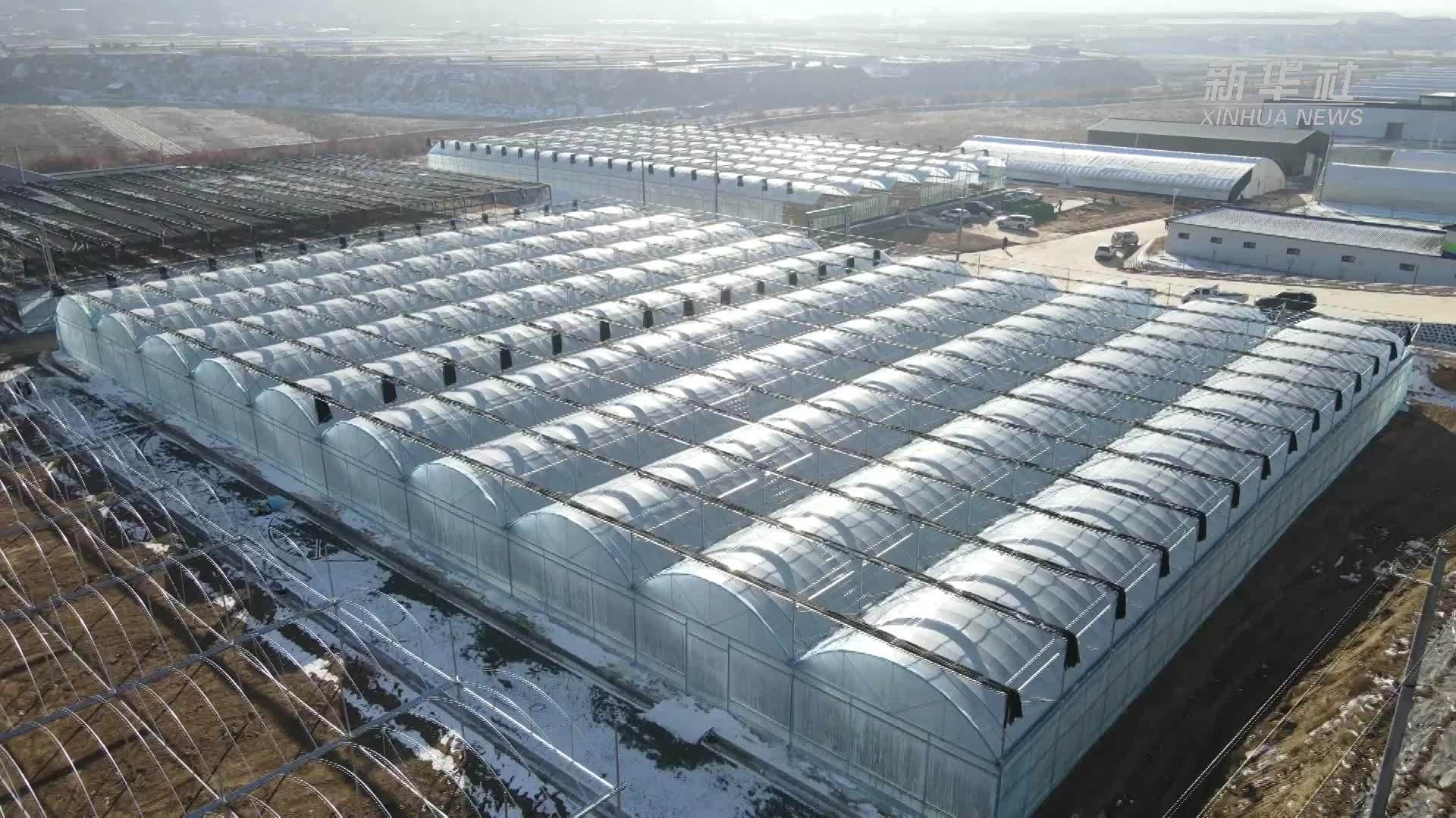 四中全会精神在基层｜甘肃定西：科技赋能 全年鲜蔬“不断档”