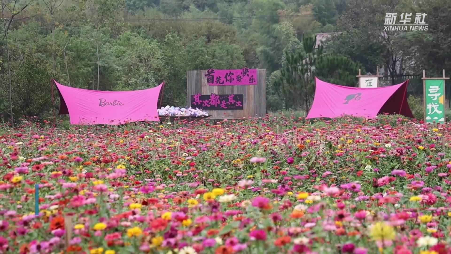 浙江衢州：四十亩花海邂逅无尽浪漫