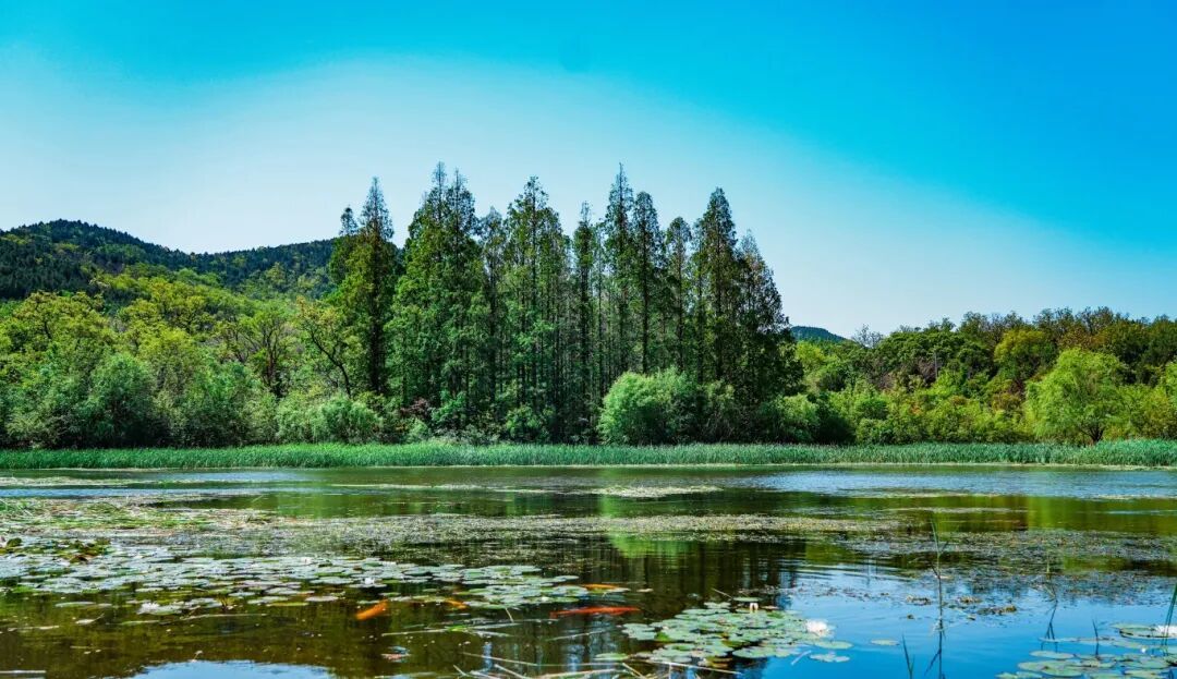 这些珍稀鸟类,用翅膀给徐州“投票”!