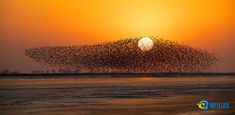 黄河口湿地迎来鸟类迁徙高峰期,“鸟浪”奇观吸引众多游客前来打卡。通讯员 张树岩 报道
