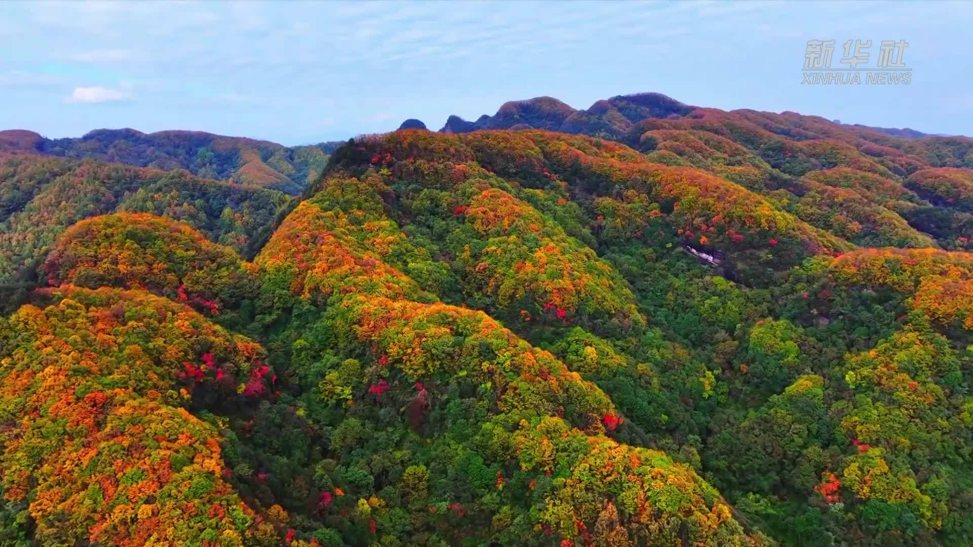 四川广元多地迎来彩林季