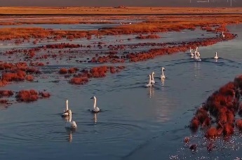 甘肃阿克塞：冬日湿地天鹅舞