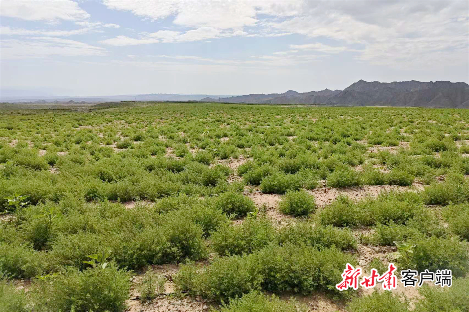 盐生草大面积示范田
