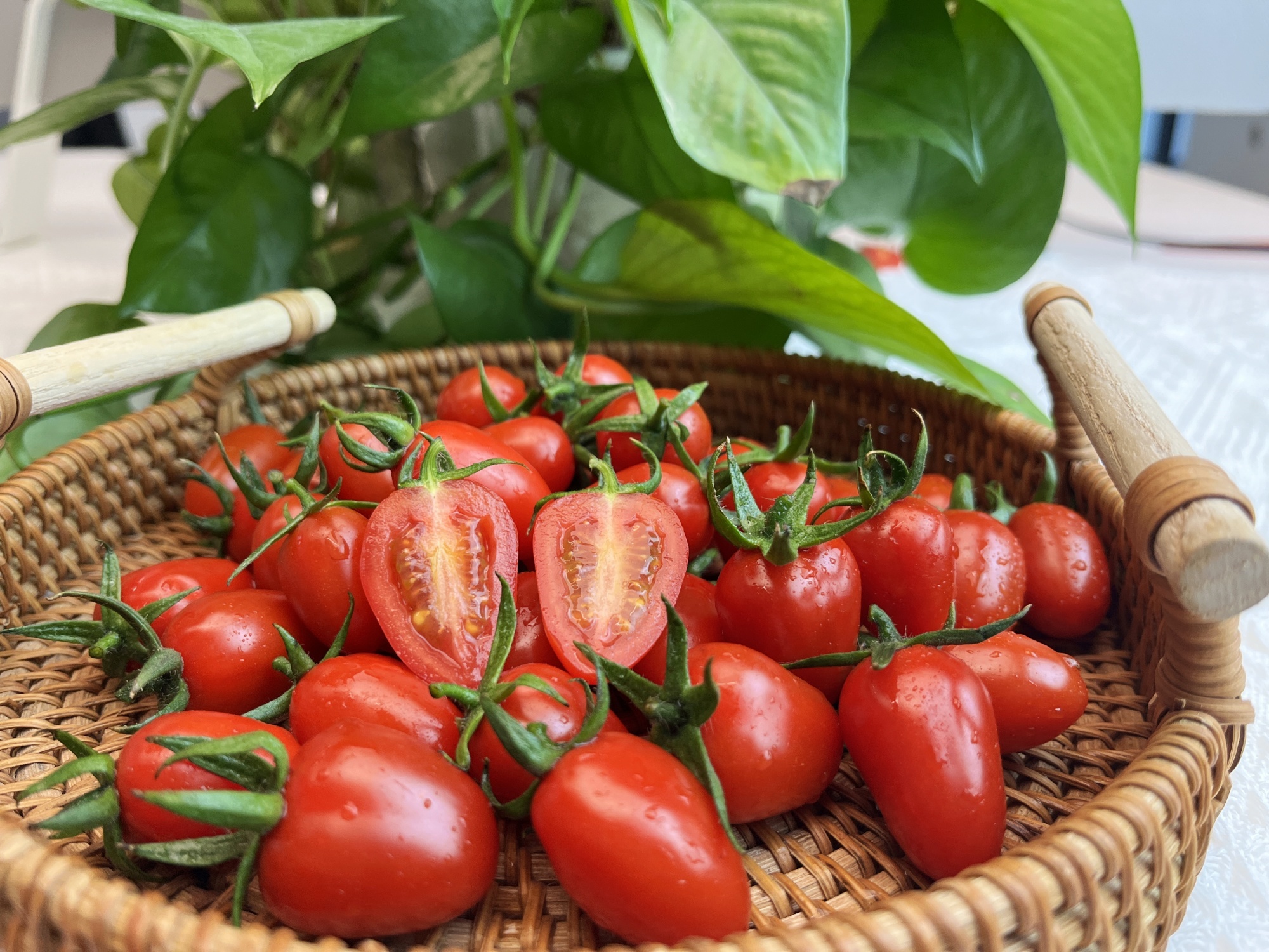 金象云蜜思提拉小番茄成熟上市