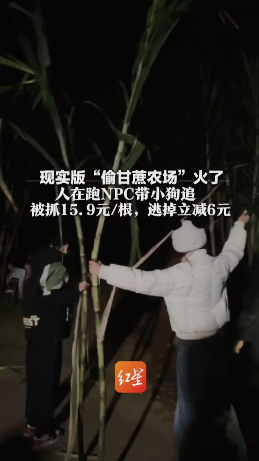 现实版“偷甘蔗农场”火了  人在跑NPC带小狗追  被抓15.9元/根，逃掉立减6元   店主：一晚上能卖五六百根