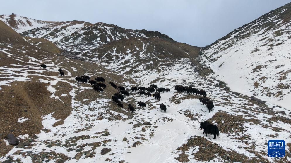 11月14日，国家一级保护野生动物野牦牛在甘肃省阿克塞县阿勒腾乡哈尔腾草原的雪山上转场迁徙（无人机照片）。新华社记者　郎兵兵　摄