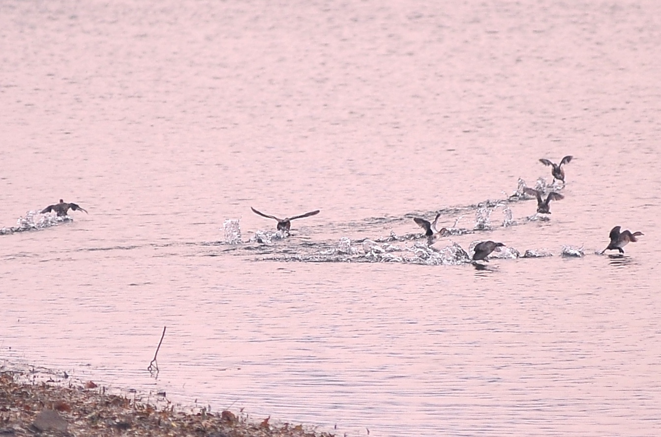 小野鸭在河面练习飞行